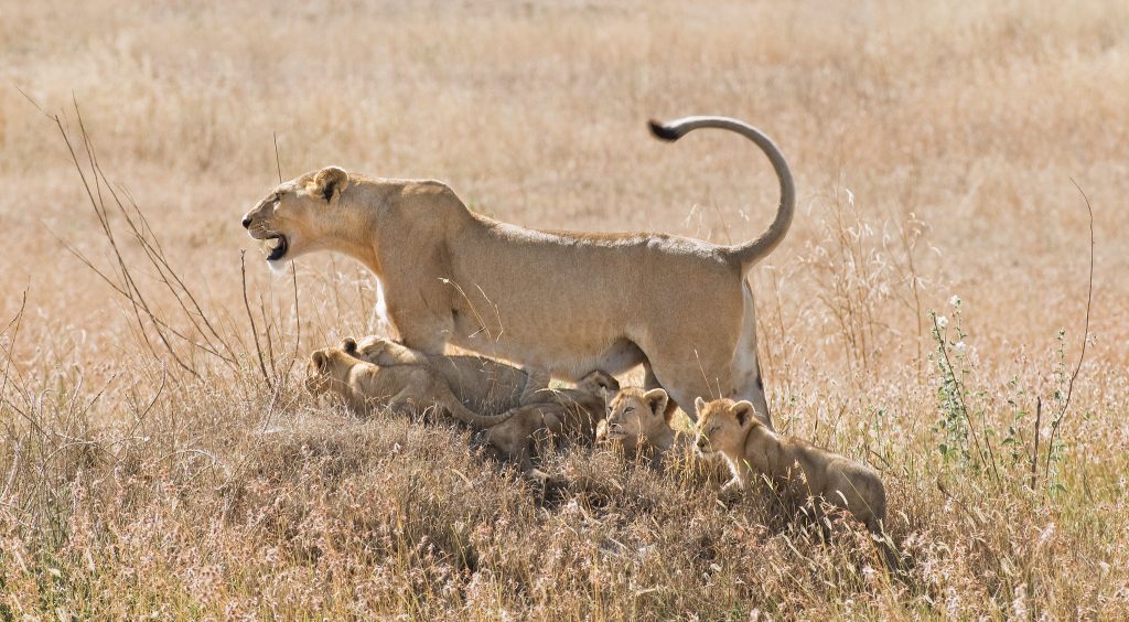 6 Days 5 Nights Tanzania Holidays Safari