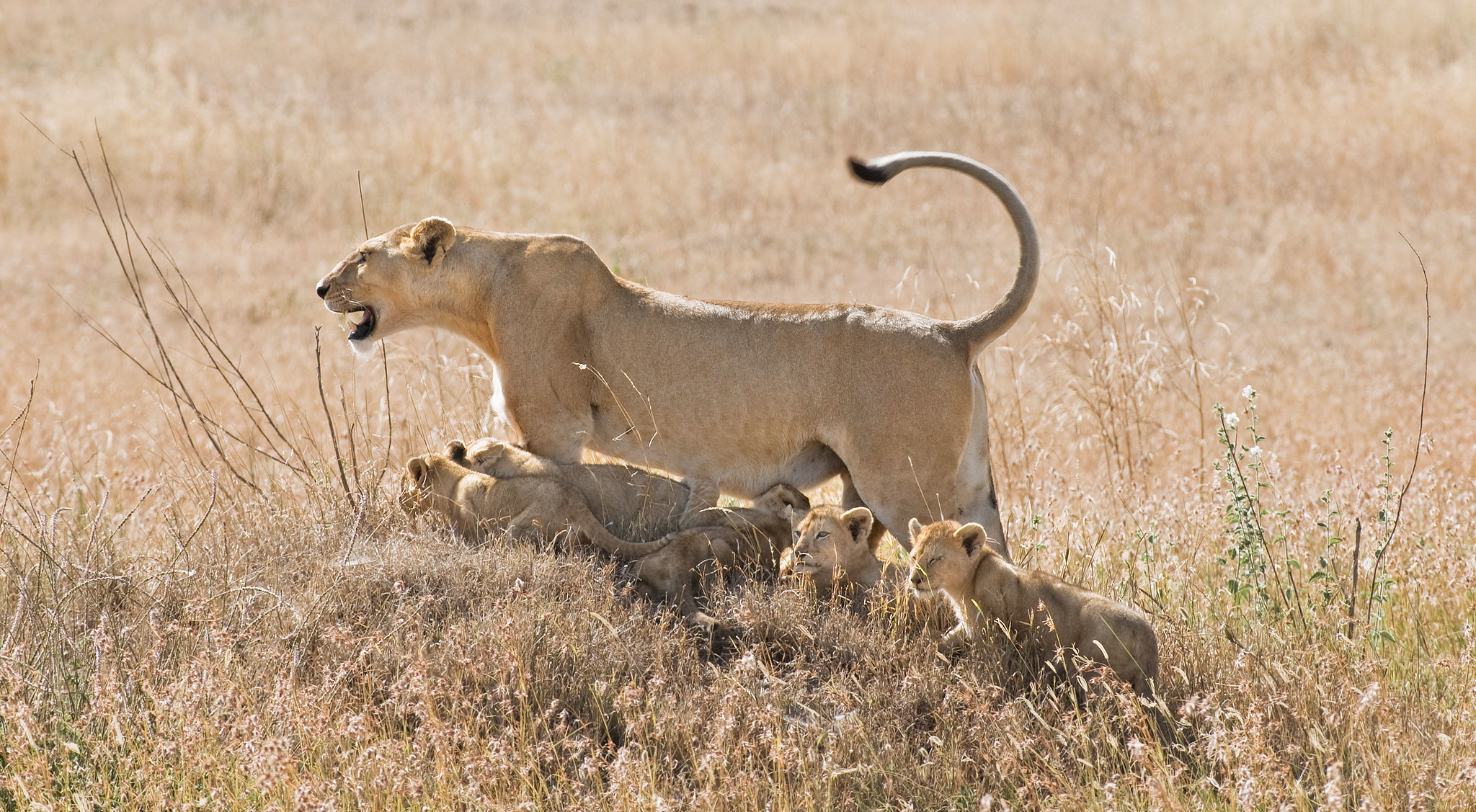 6 Days 5 Nights Tanzania Holidays Safari