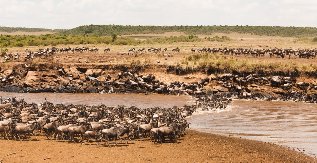8 Days 7 Night Great Migration Safari