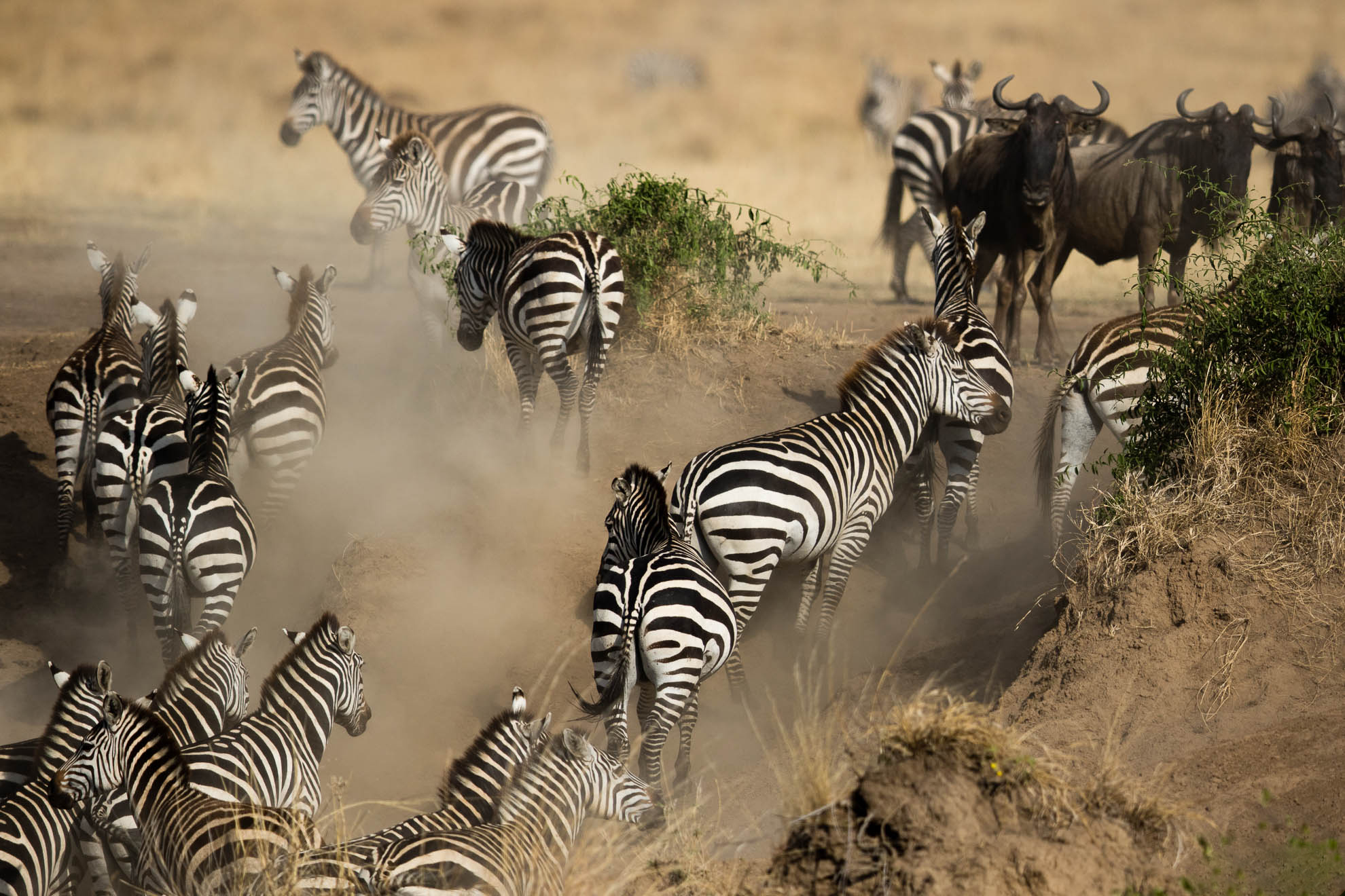 Serengeti Migration Safari 4 Days 3 Nights