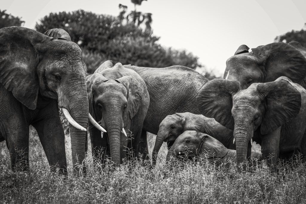 The Best Tarangire & Ngorongoro 2 Days 1 Night Safari