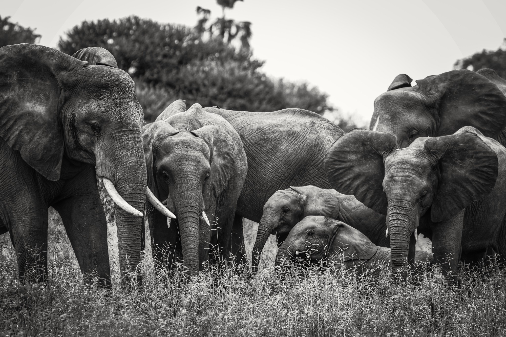 The Best Tarangire & Ngorongoro 2 Days 1 Night Safari